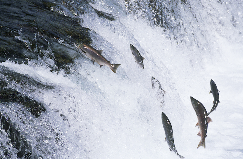 A stream of water with a group of fishing jumping out of it